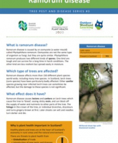 Tree pests and diseases info sheet 3 - Ramorum disease